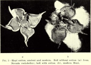 Cotton (left) recovered by New Deal excavations in Nevada.